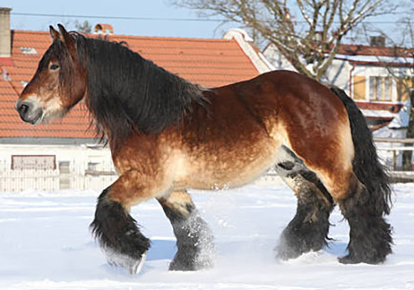 Draft Horse In Snow
